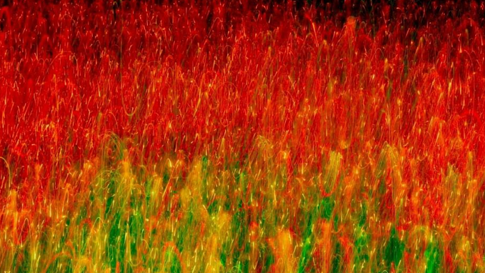 Новый год в Неаполе: фейерверк в работах Марио Амура в музее и «Настоящий Боско ди Каподимонте» в «Челлайо» — FIRSTonline