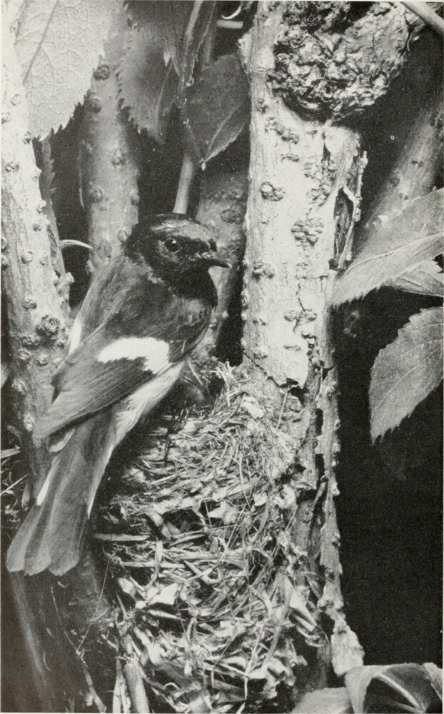 Элиот Портер