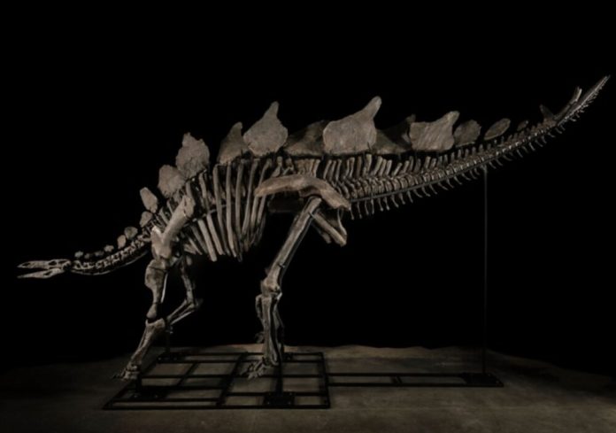 Историческая продажа стегозавра за 44,6 миллиона долларов на Sotheby’s