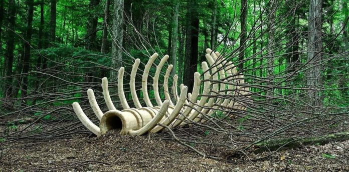 Ошеломлённый | Хью Хейден: Колоссальный скелет, бросающий вызов лесу